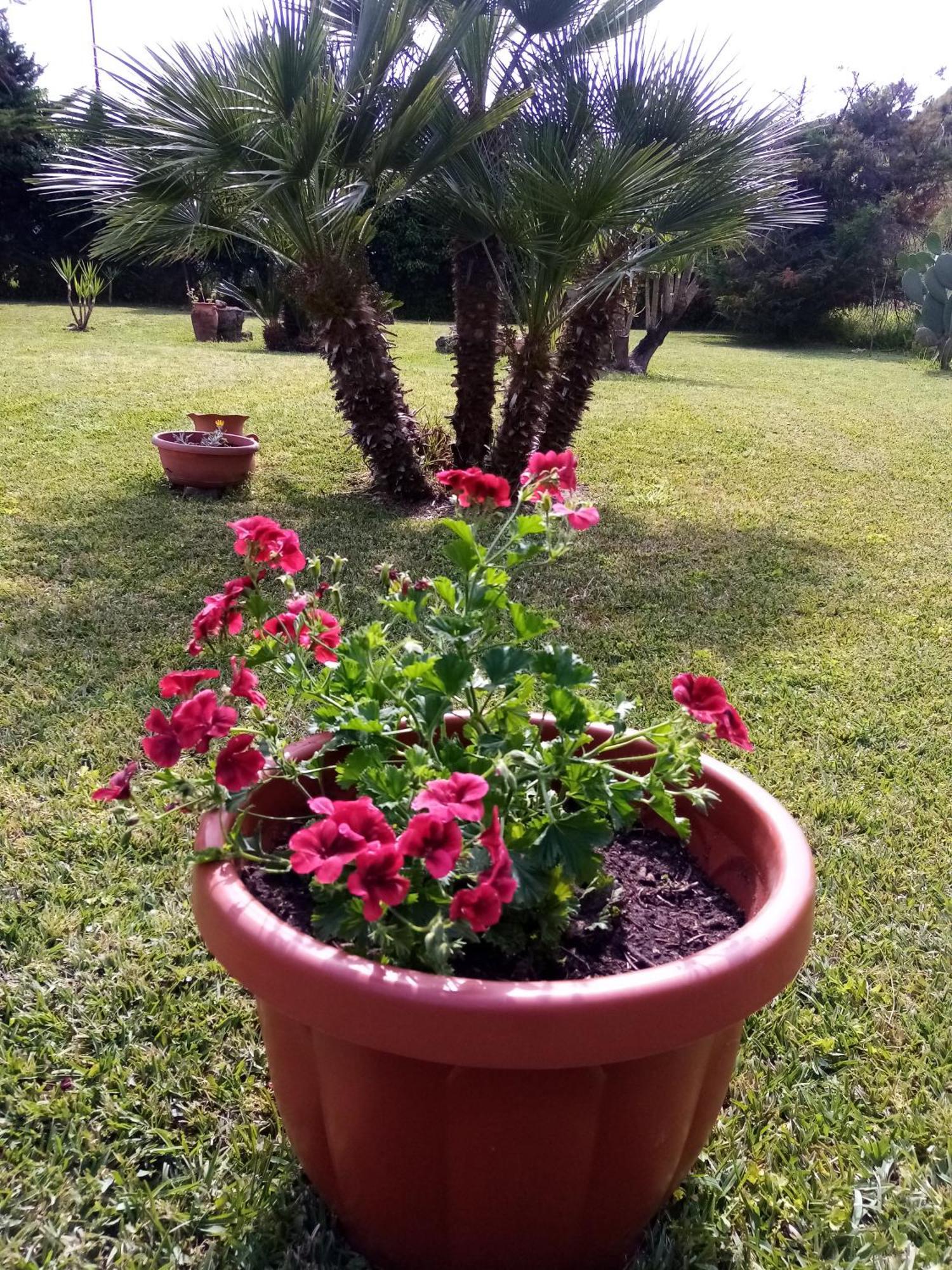 Mamena Panzió Paestum Kültér fotó